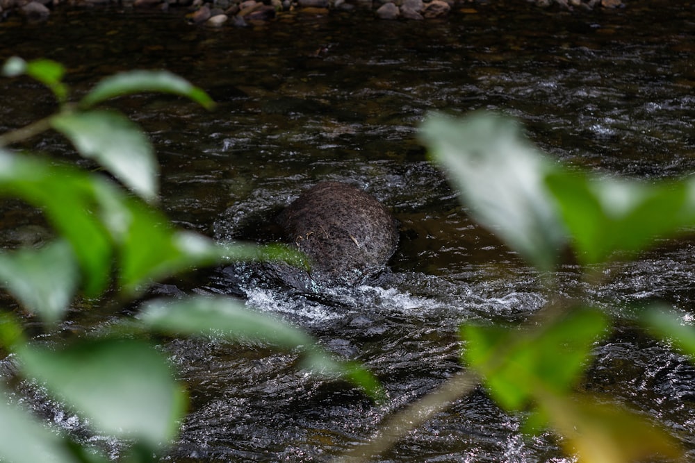 a rock sitting in the middle of a river