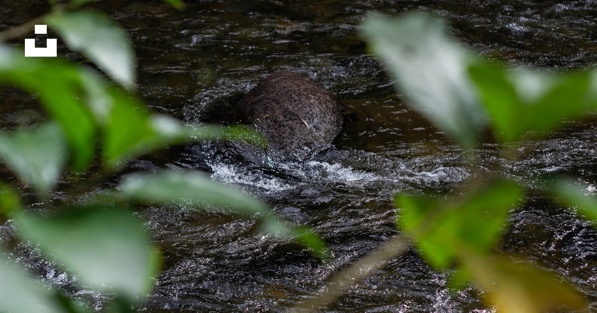 Una roca sentada en medio de un río foto – Imagen de Vizconde de Mauá ...