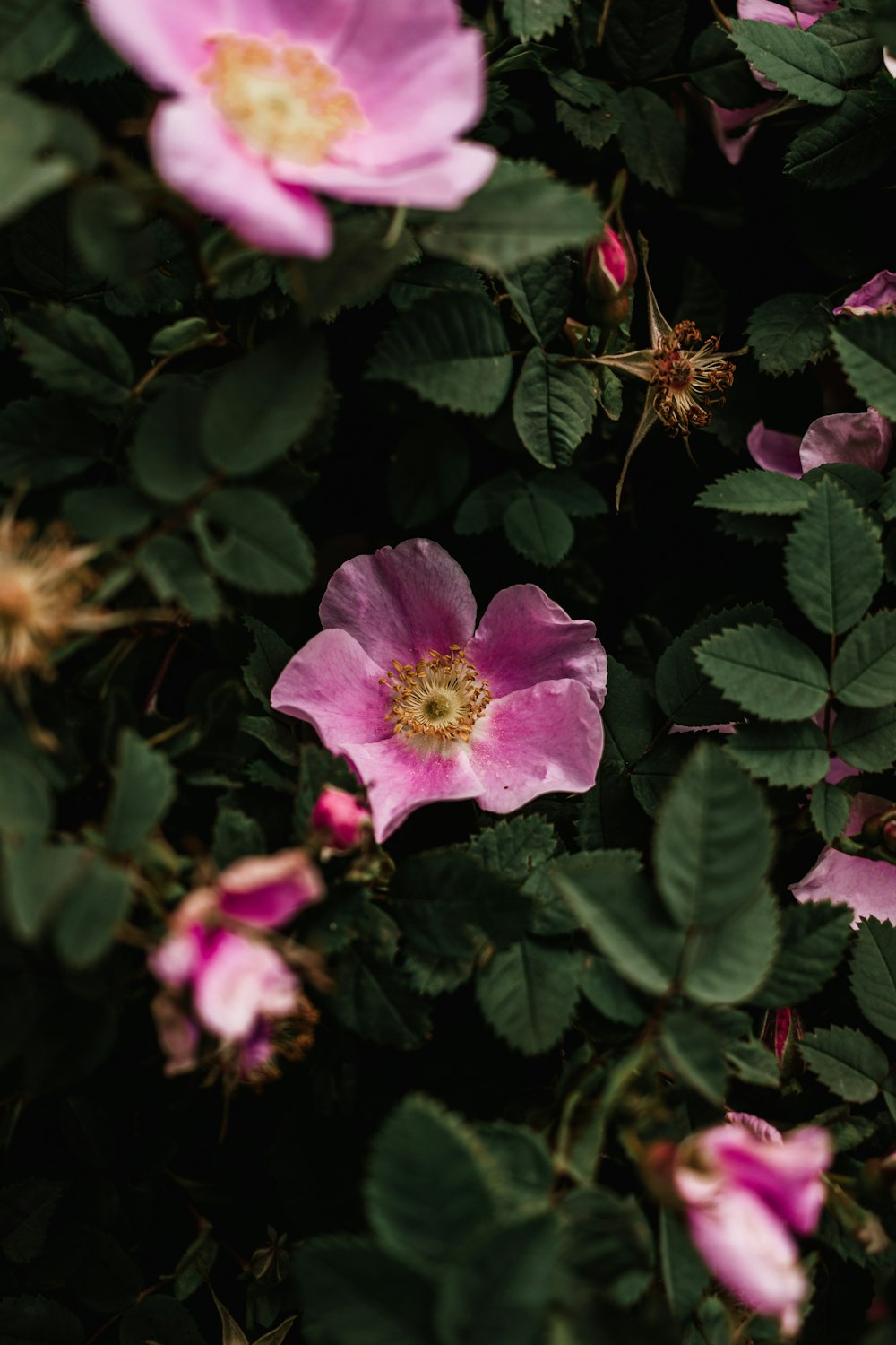 a pink flower surrounded by green leaves