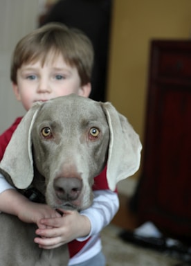 A heartwarming image of a greyhound snuggling with a child.