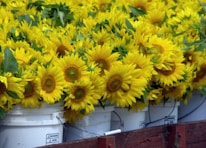 A large number of vibrant yellow sunflowers are arranged in white plastic buckets. The sunflowers have green leaves surrounding the bright yellow petals, and the buckets are placed in close proximity to each other.