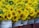 A large number of vibrant yellow sunflowers are arranged in white plastic buckets. The sunflowers have green leaves surrounding the bright yellow petals, and the buckets are placed in close proximity to each other.