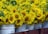 A large number of vibrant yellow sunflowers are arranged in white plastic buckets. The sunflowers have green leaves surrounding the bright yellow petals, and the buckets are placed in close proximity to each other.