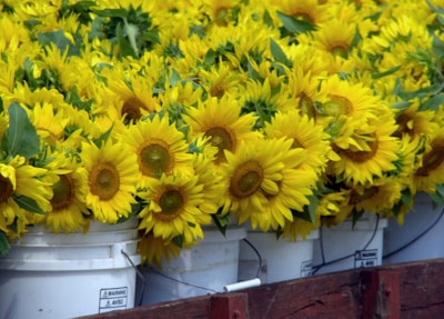 A large number of vibrant yellow sunflowers are arranged in white plastic buckets. The sunflowers have green leaves surrounding the bright yellow petals, and the buckets are placed in close proximity to each other.
