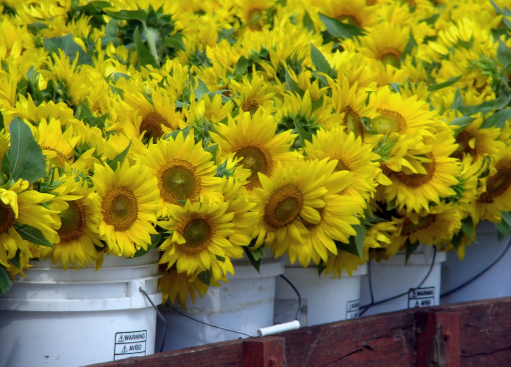a bunch of buckets filled with yellow sunflowers