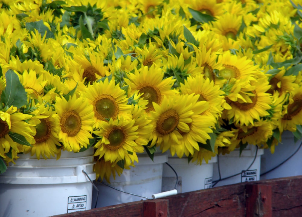 un bouquet de seaux remplis de tournesols jaunes