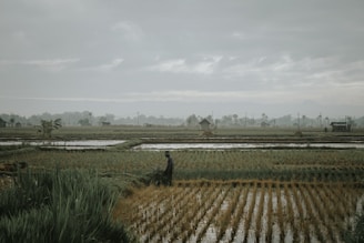 a man standing in a field next to a lush green field