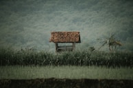 A small, rustic wooden shelter with a red-tiled roof is situated amidst lush green fields and tall grass. The background features a dense forest, creating a tranquil and natural setting. A banana plant can be seen nearby, adding to the rural, serene landscape.