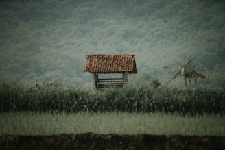 A small, rustic wooden shelter with a red-tiled roof is situated amidst lush green fields and tall grass. The background features a dense forest, creating a tranquil and natural setting. A banana plant can be seen nearby, adding to the rural, serene landscape.