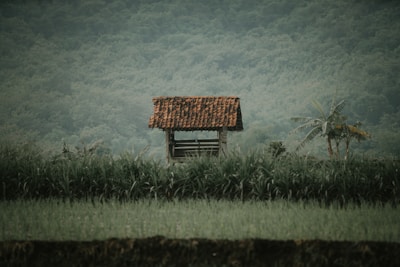 A small, rustic wooden shelter with a red-tiled roof is situated amidst lush green fields and tall grass. The background features a dense forest, creating a tranquil and natural setting. A banana plant can be seen nearby, adding to the rural, serene landscape.