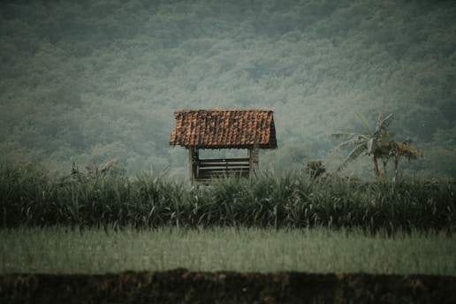 A small, rustic wooden shelter with a red-tiled roof is situated amidst lush green fields and tall grass. The background features a dense forest, creating a tranquil and natural setting. A banana plant can be seen nearby, adding to the rural, serene landscape.