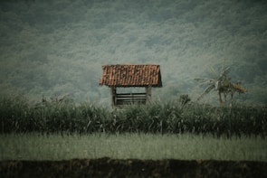 A small, rustic wooden shelter with a red-tiled roof is situated amidst lush green fields and tall grass. The background features a dense forest, creating a tranquil and natural setting. A banana plant can be seen nearby, adding to the rural, serene landscape.