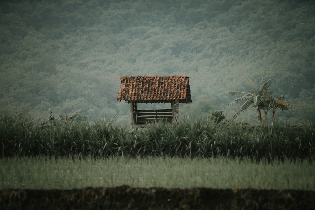 Plain photo spot Jawa Timur Mojokerto