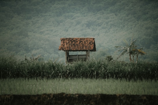 A small, rustic wooden shelter with a red-tiled roof is situated amidst lush green fields and tall grass. The background features a dense forest, creating a tranquil and natural setting. A banana plant can be seen nearby, adding to the rural, serene landscape.