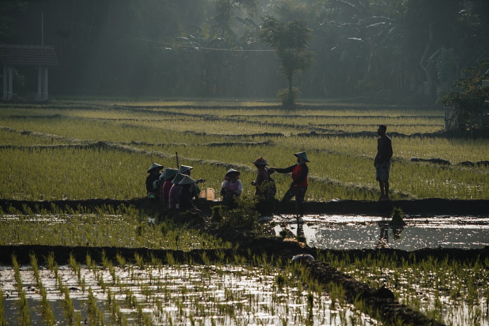 a group of people working in a rice field