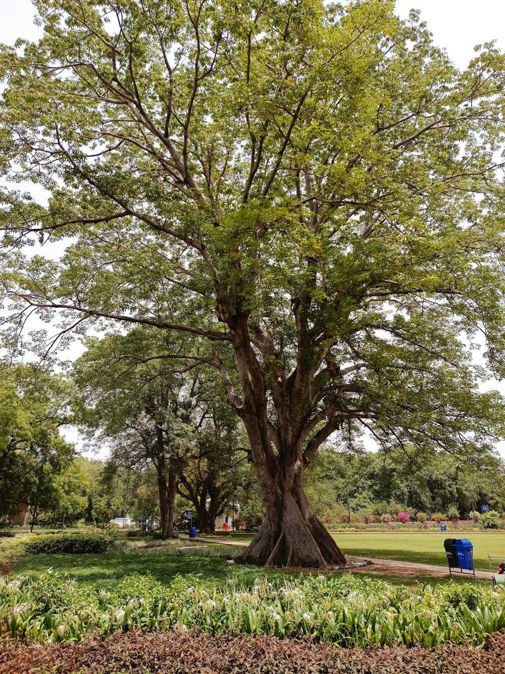 a large tree in the middle of a park