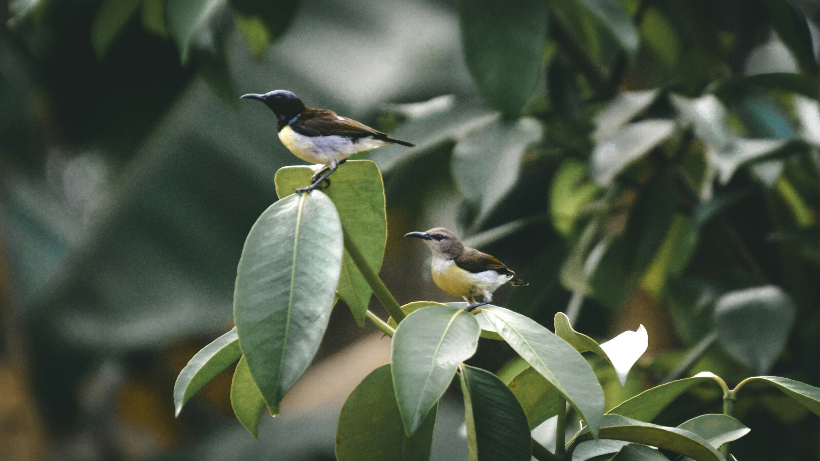 Photo by jithinvijayamohanan