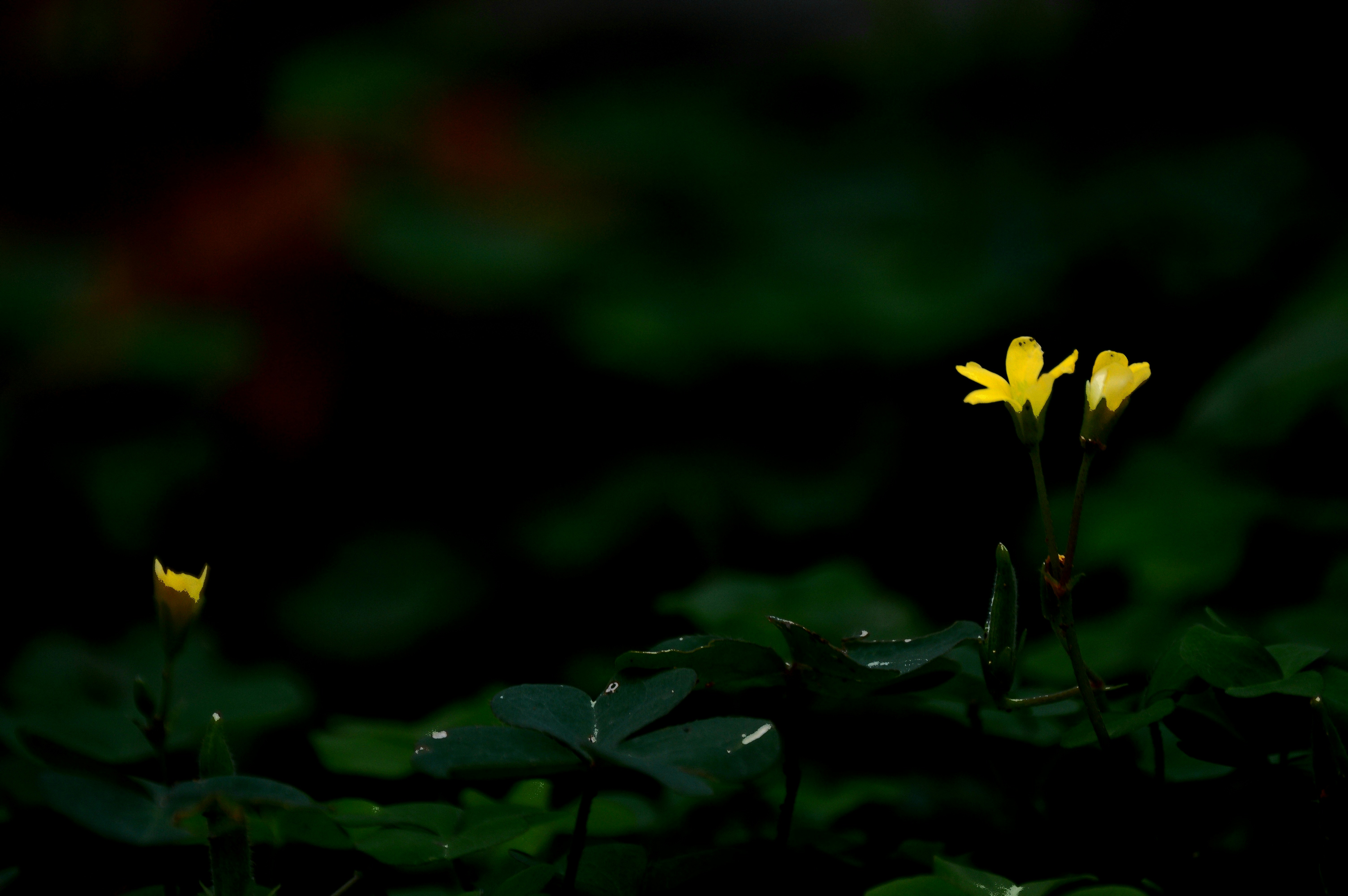 Photo by jithinvijayamohanan