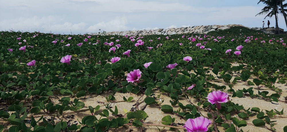a field of purple flowers on a sandy beach