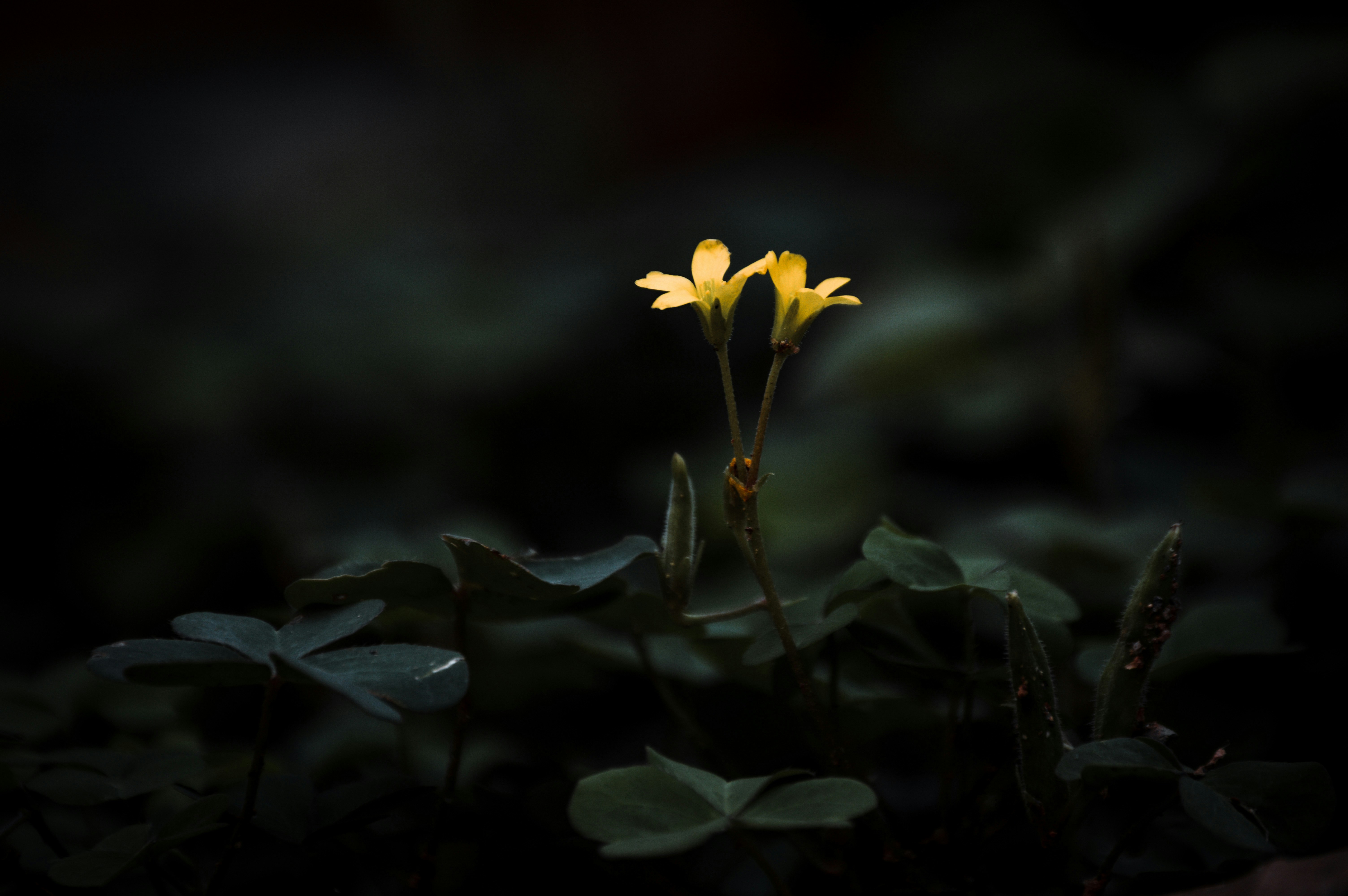 Photo by jithinvijayamohanan