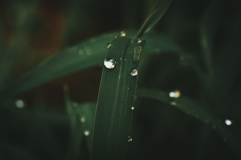 a close up of a leaf with drops of water on it