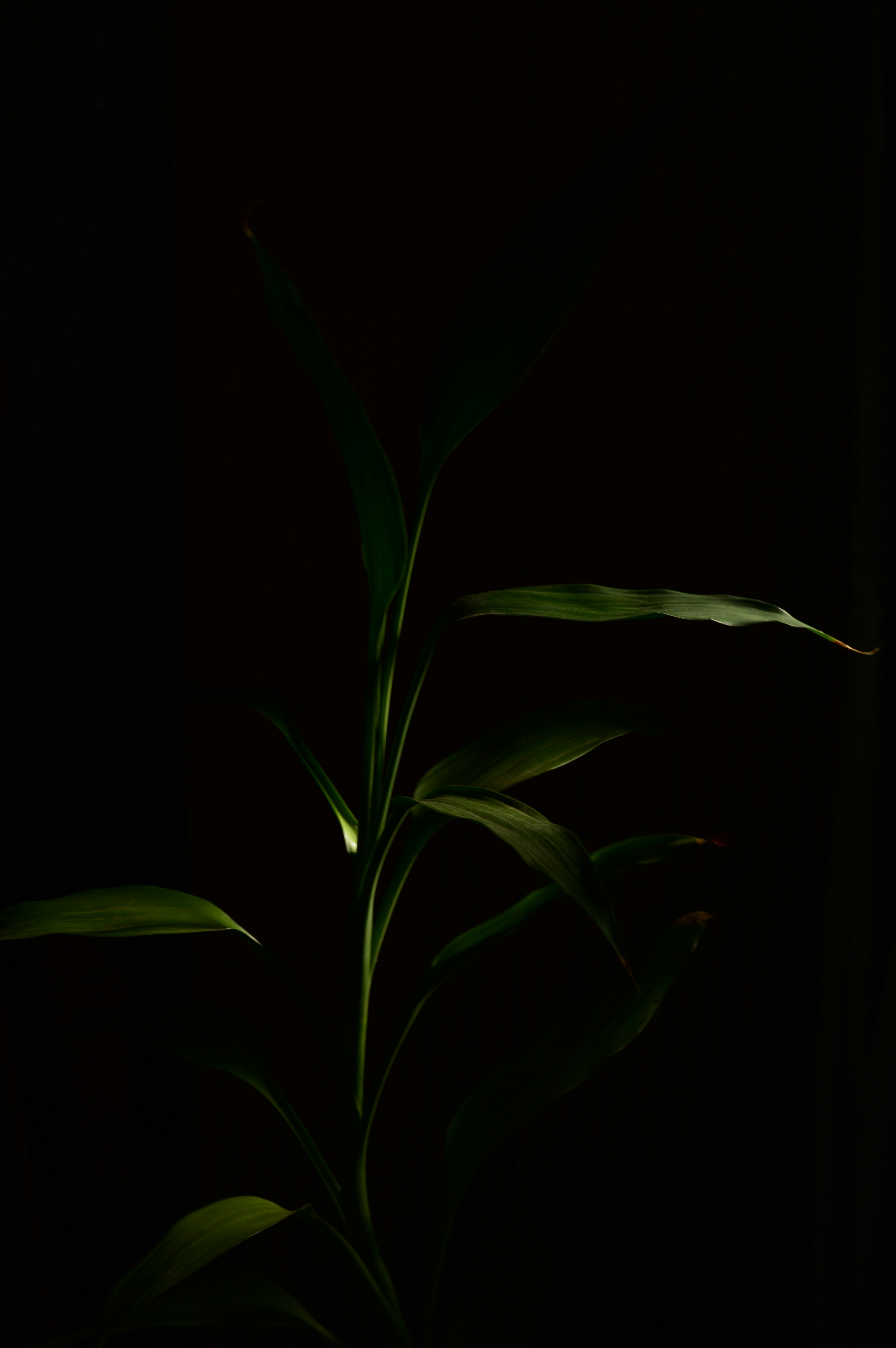 Photo by jithinvijayamohanan