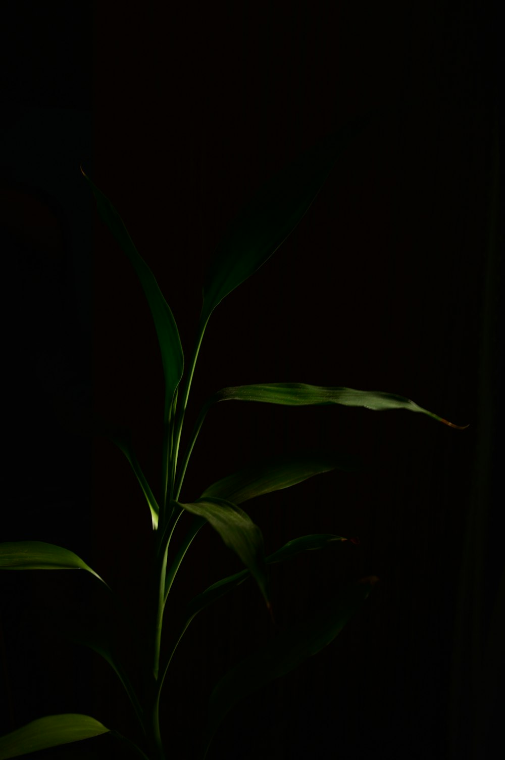 a plant in a dark room with a black background