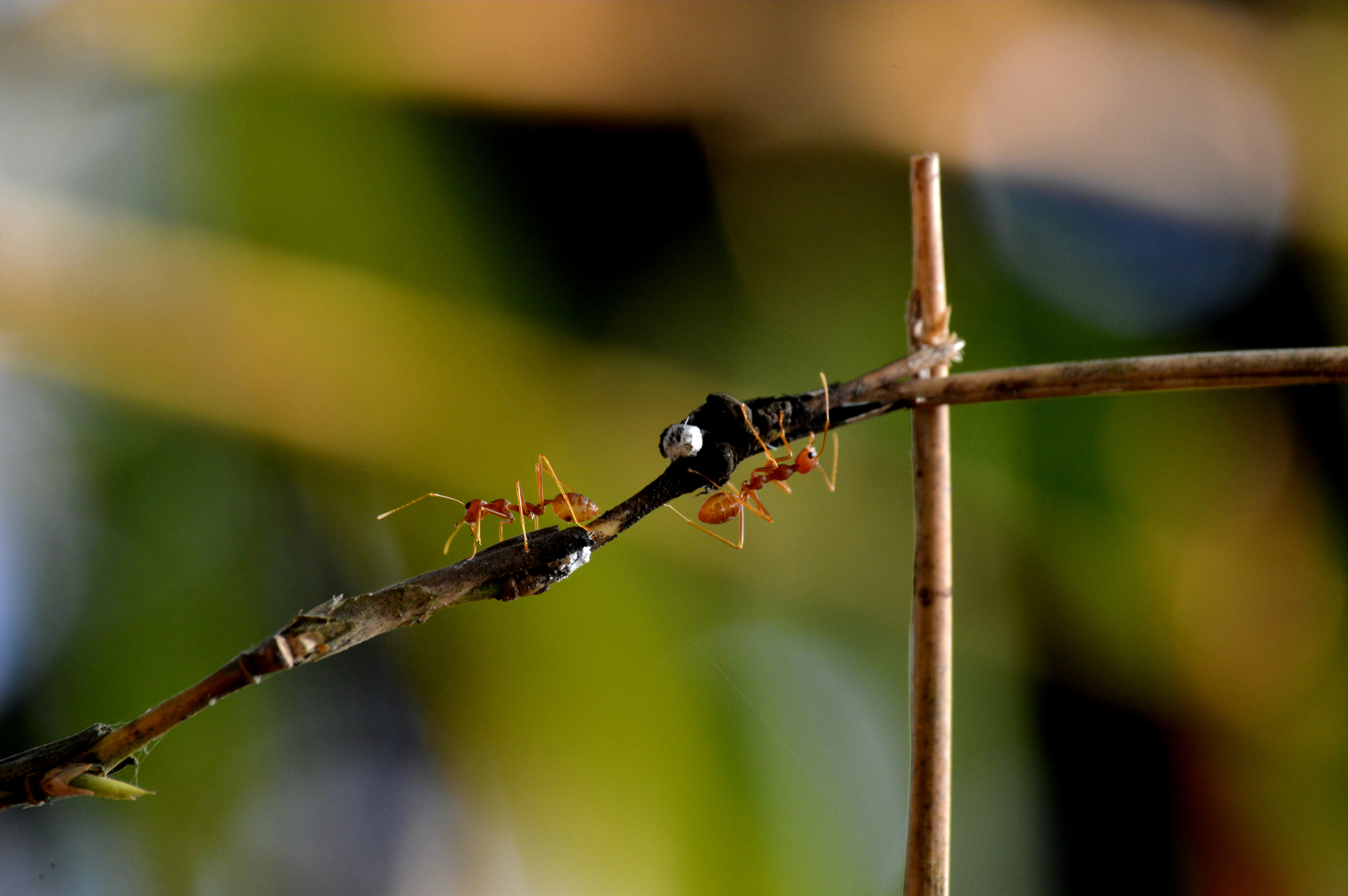 Photo by jithinvijayamohanan