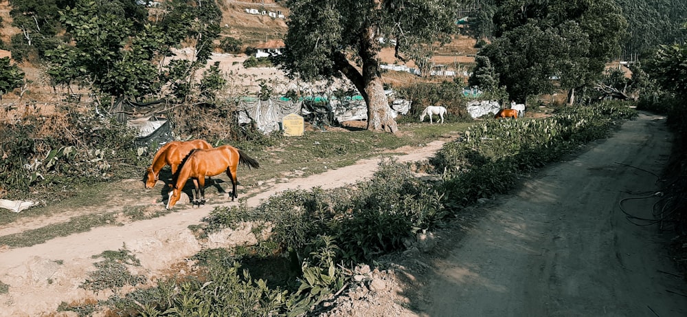 a brown horse standing on top of a dirt road