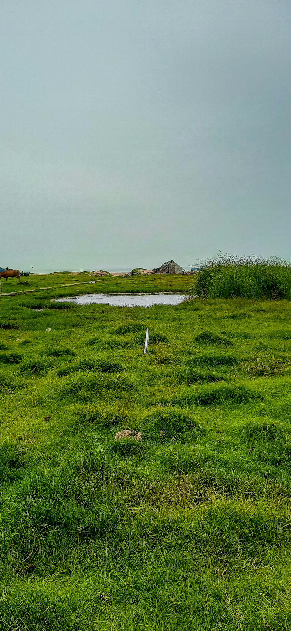 ein grasbewachsenes Feld mit einem kleinen Teich in der Mitte