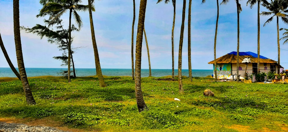 a hut in the middle of a grassy area with palm trees