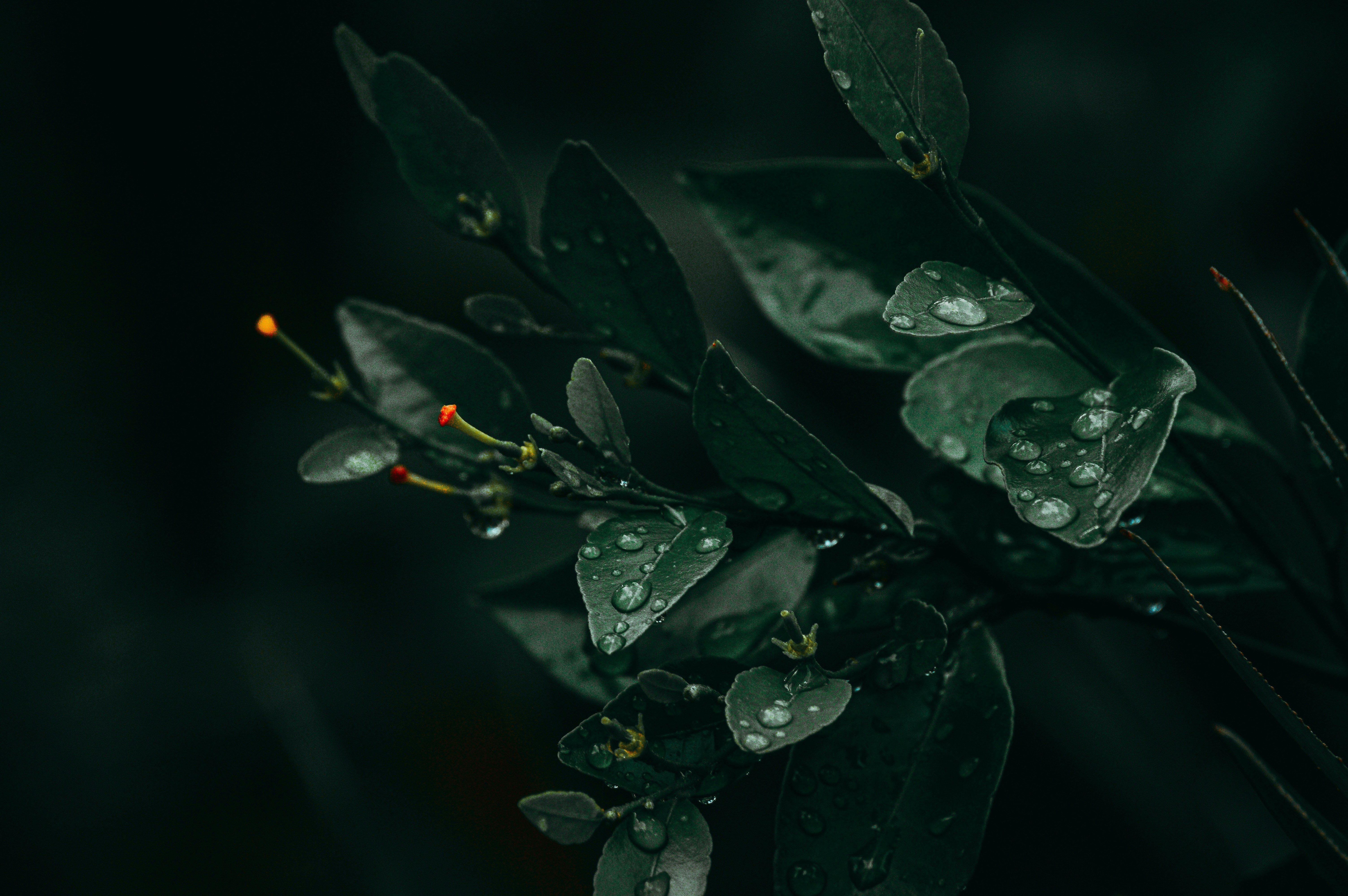 Photo by jithinvijayamohanan
