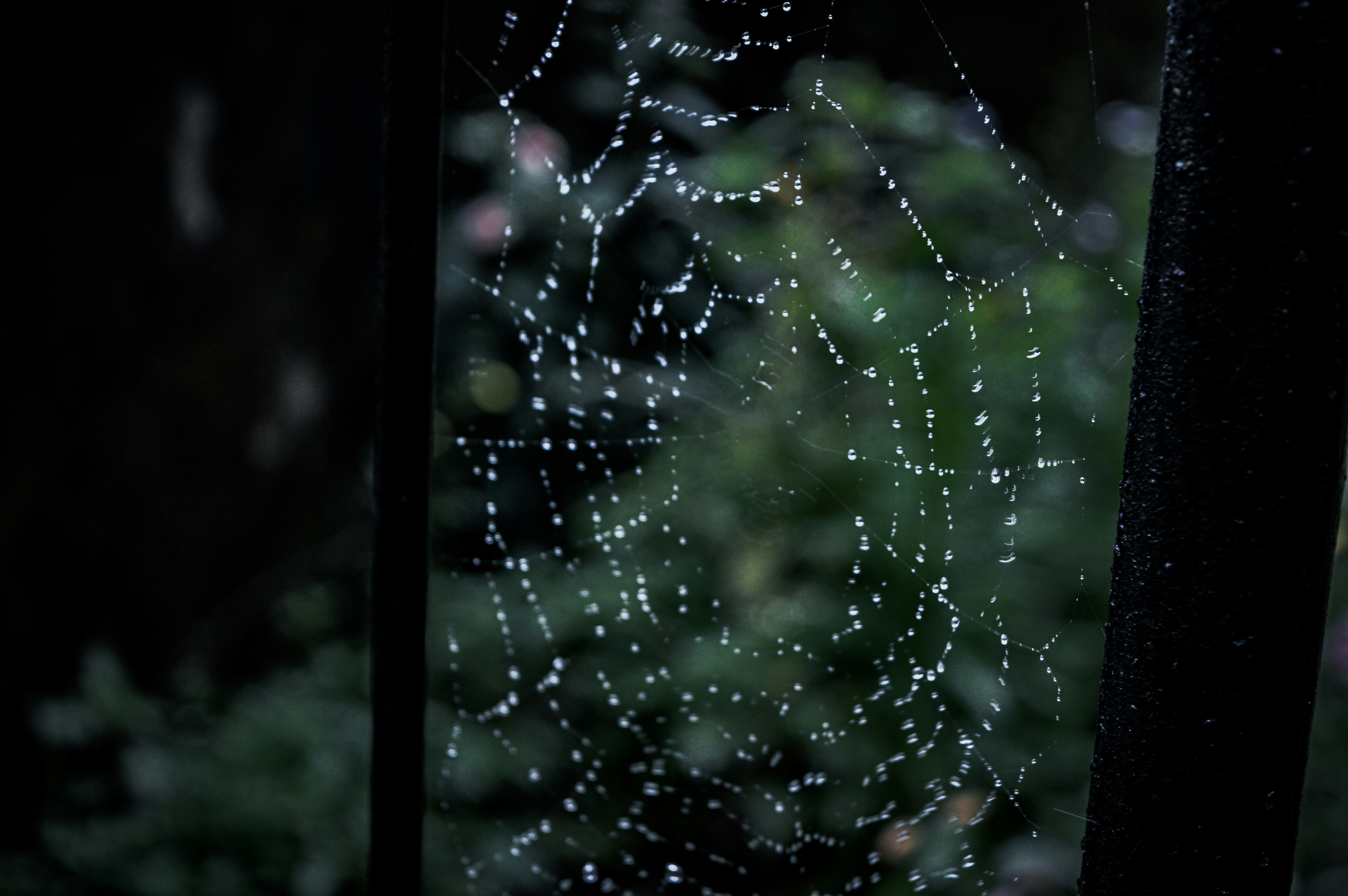 Photo by jithinvijayamohanan