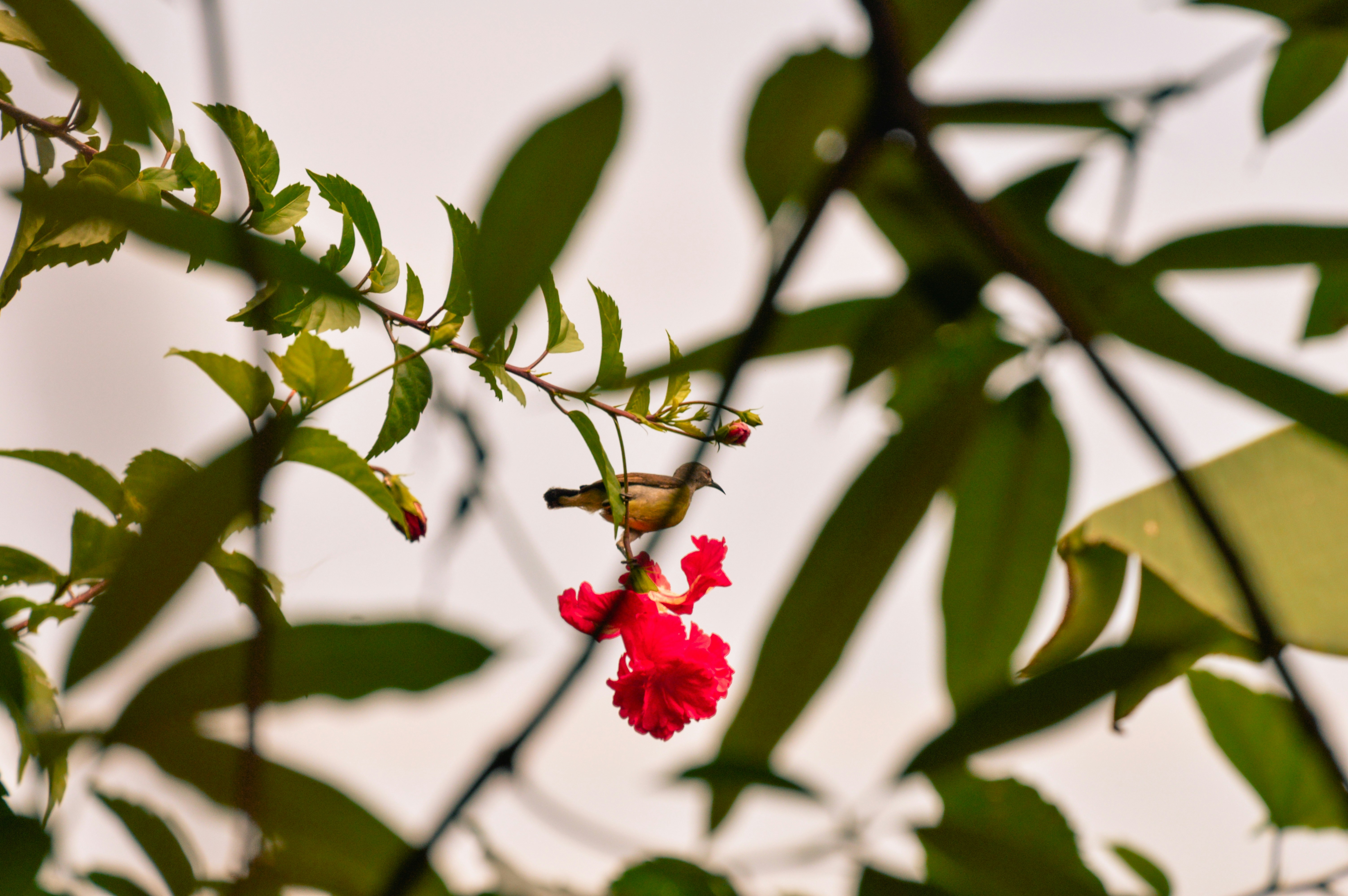 Photo by jithinvijayamohanan