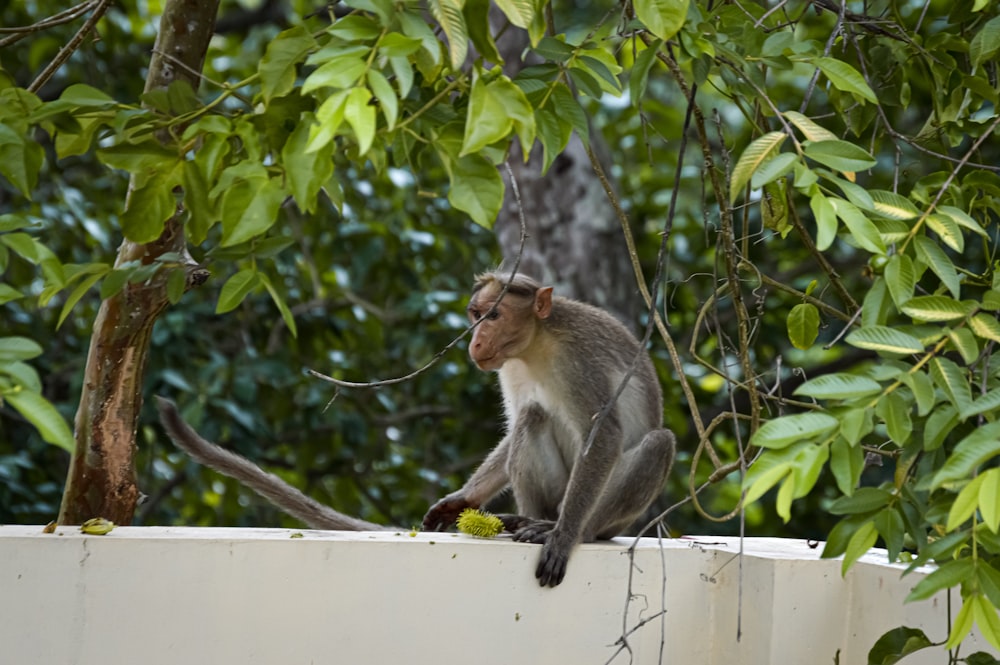 a monkey sitting on top of a white wall