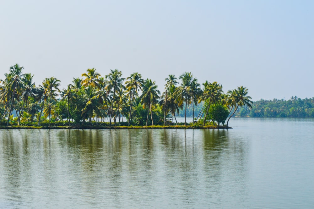 a row of palm trees on a small island in the middle of a lake