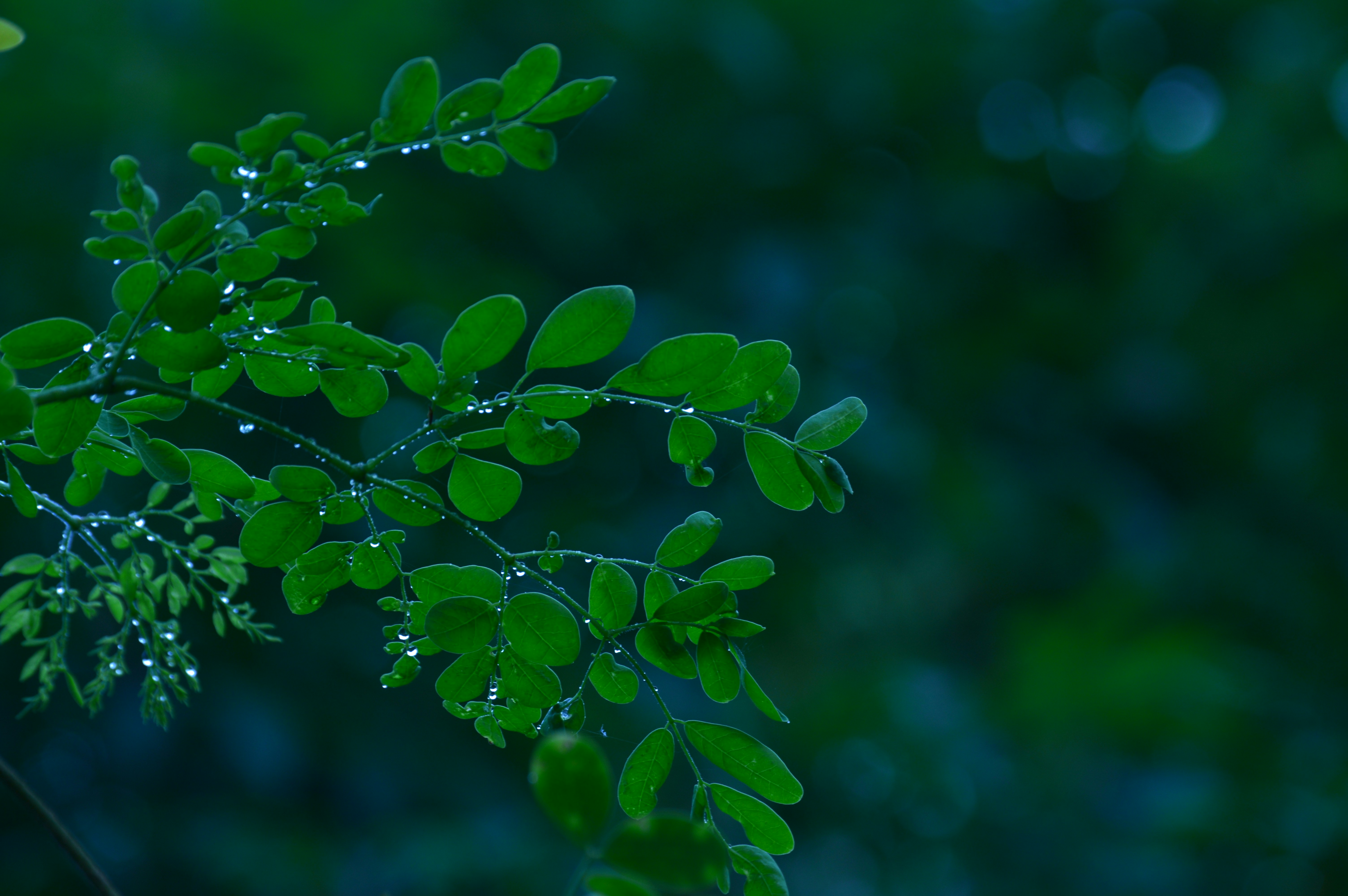 A close up of a green plant with drops of water on it photo – Free ...