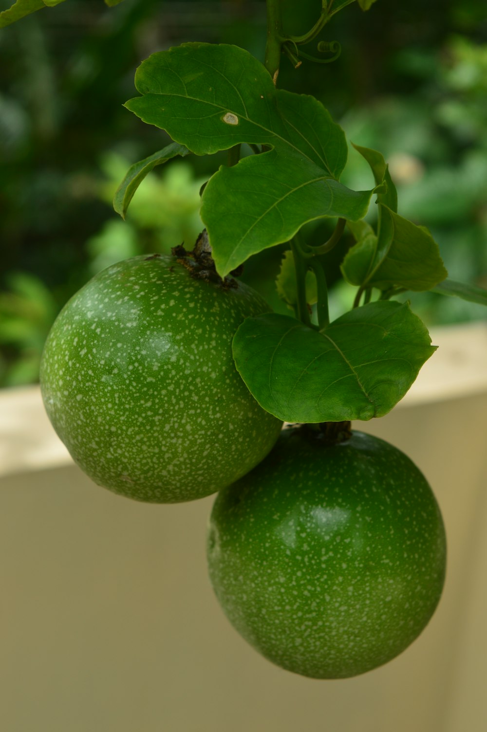 a couple of green fruit hanging from a tree