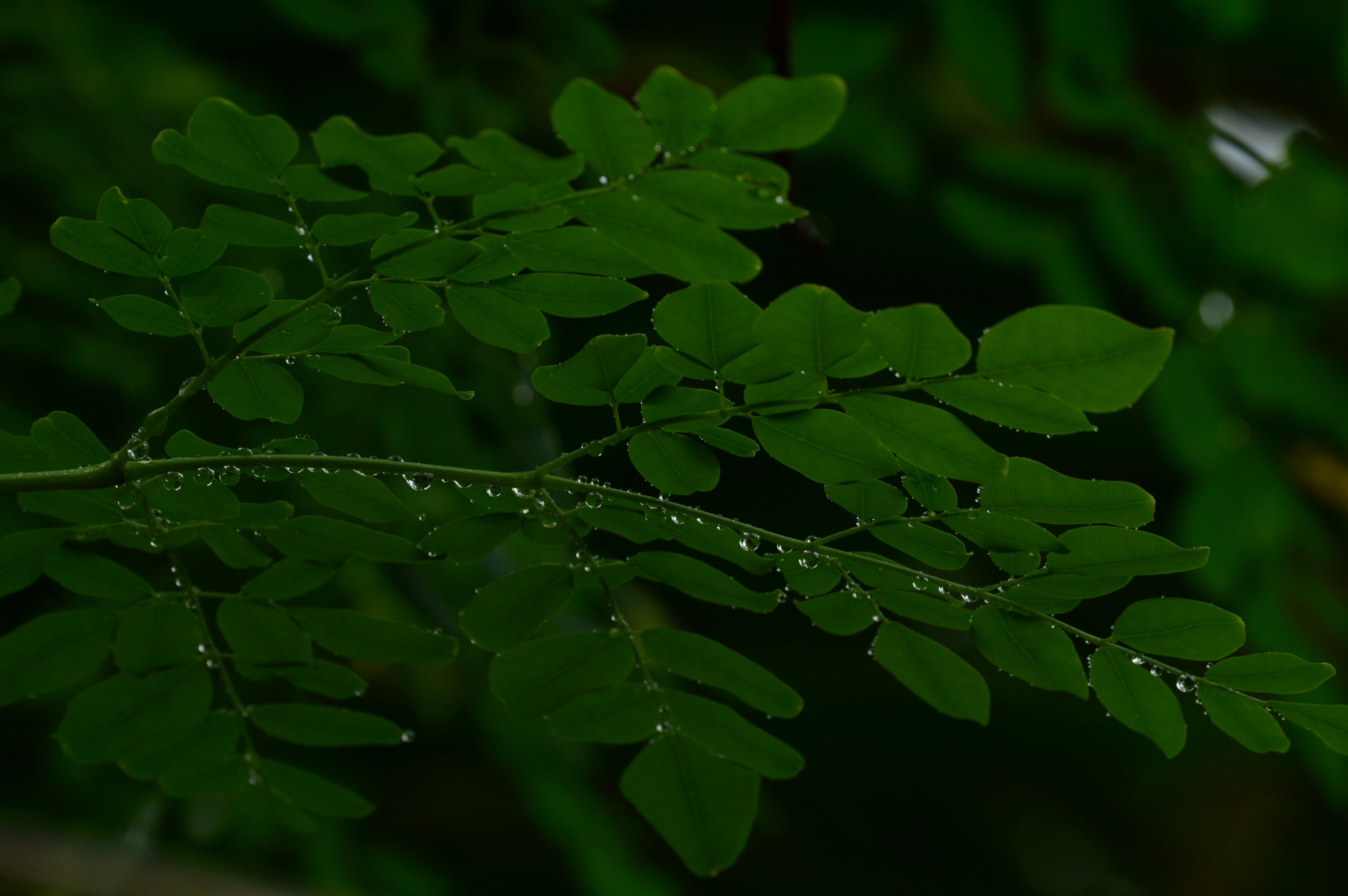 Photo by jithinvijayamohanan