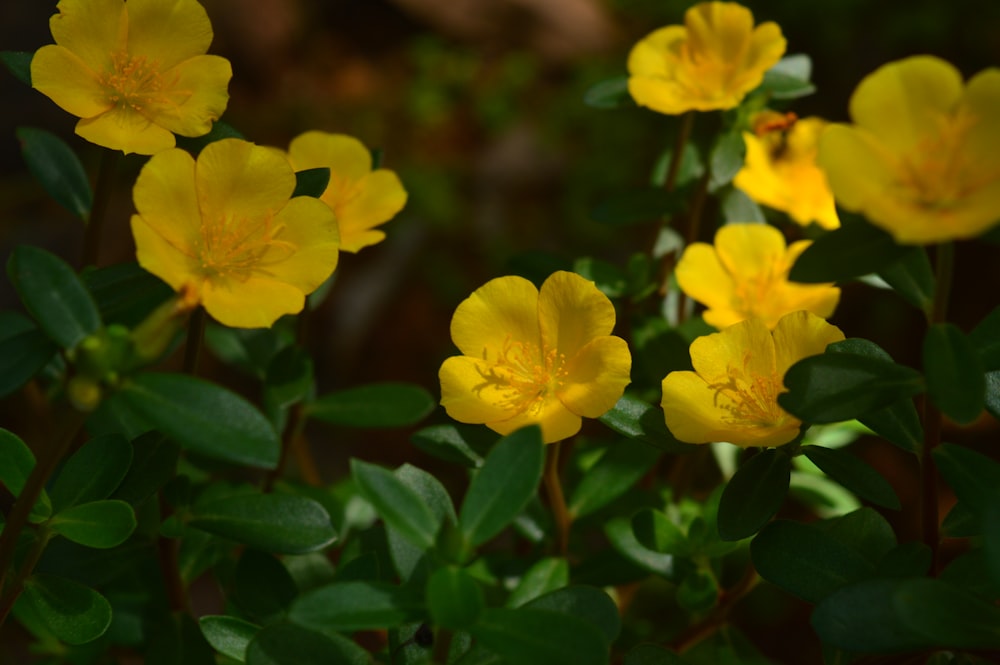 a group of yellow flowers with green leaves