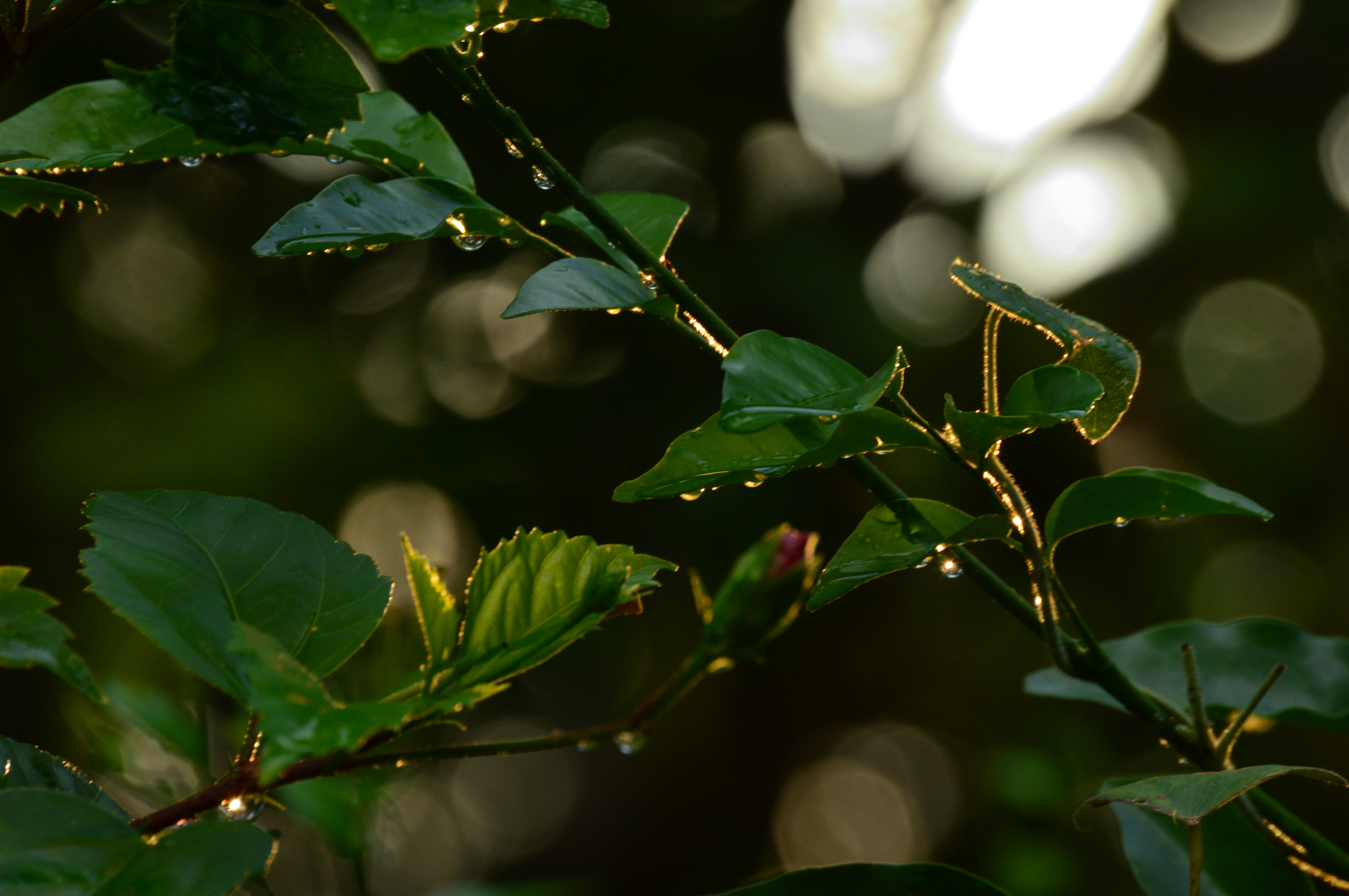 Photo by jithinvijayamohanan