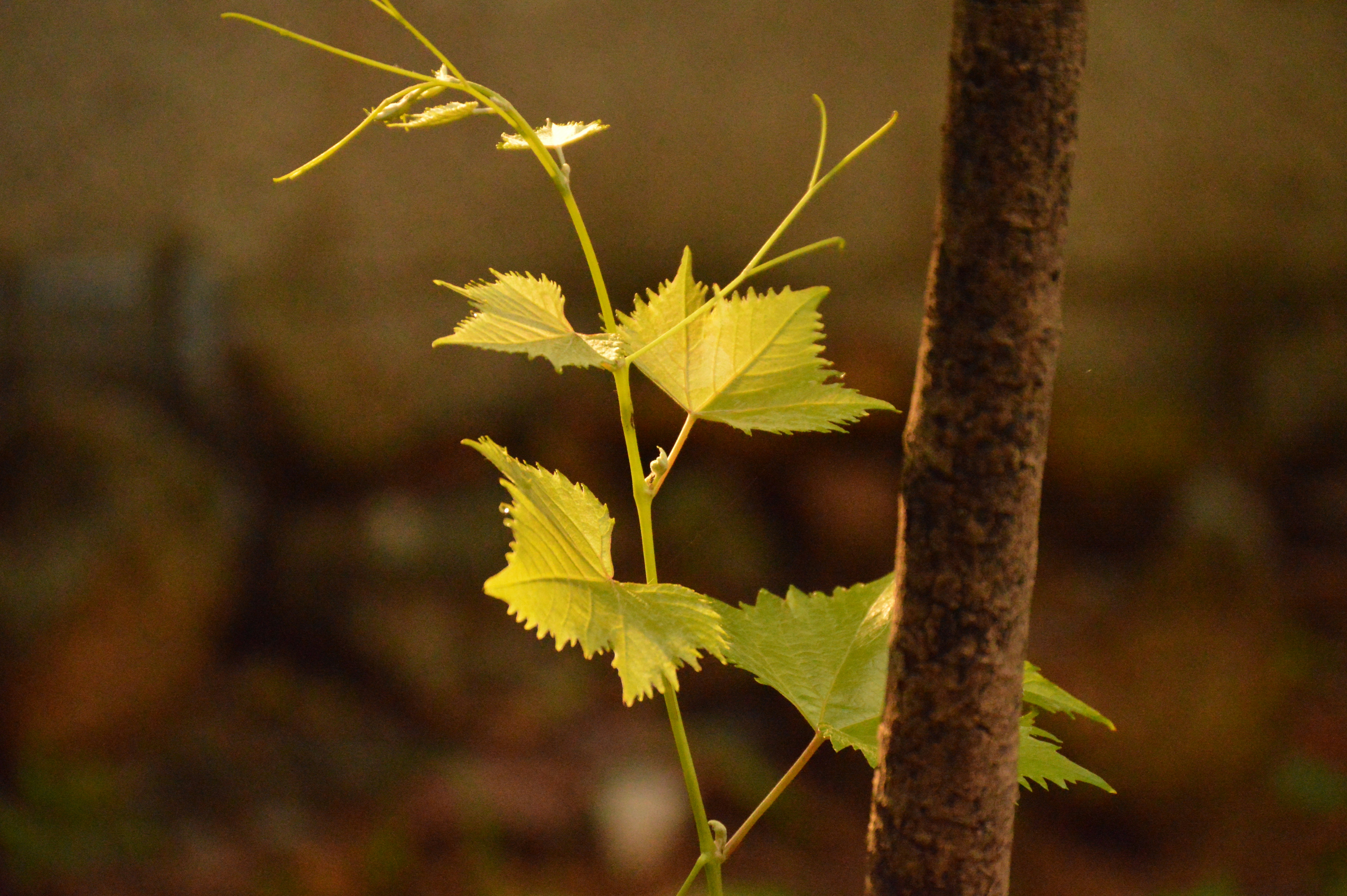 Photo by jithinvijayamohanan