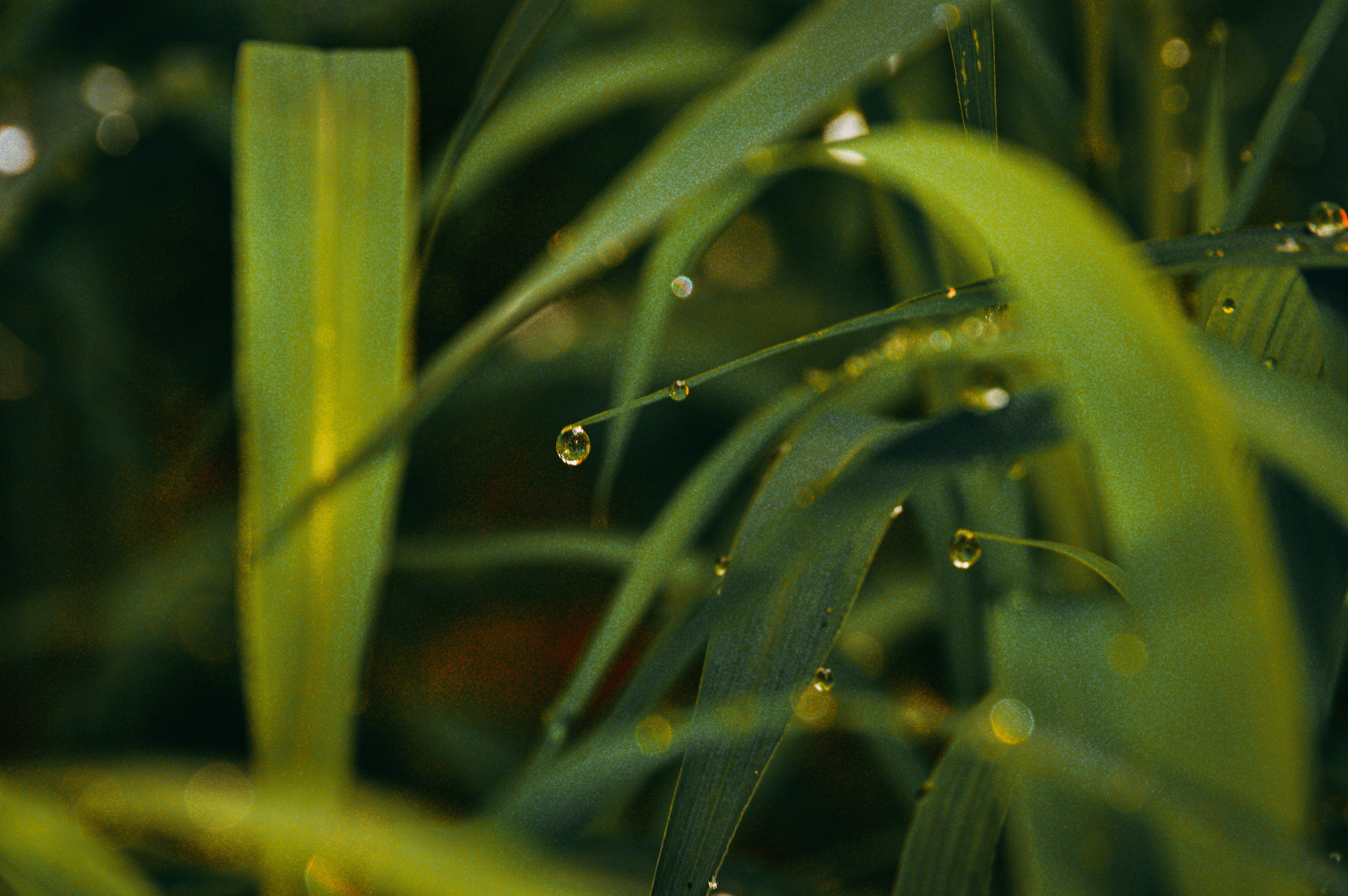 Photo by jithinvijayamohanan