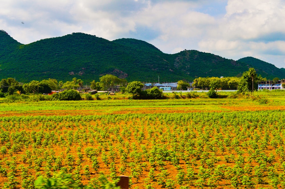 a field with a mountain in the background