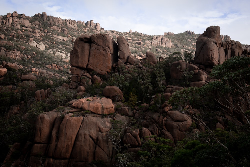 a rocky landscape with trees and rocks