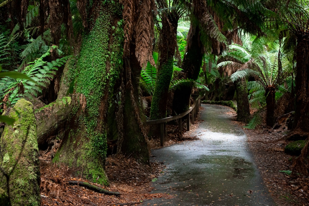 a path surrounded by trees and ferns in a forest