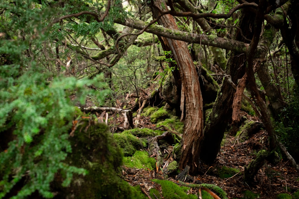 a forest filled with lots of trees covered in green moss