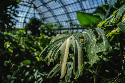 A vibrant greenhouse filled with ripe tomatoes and leafy greens bathed in natural sunlight.