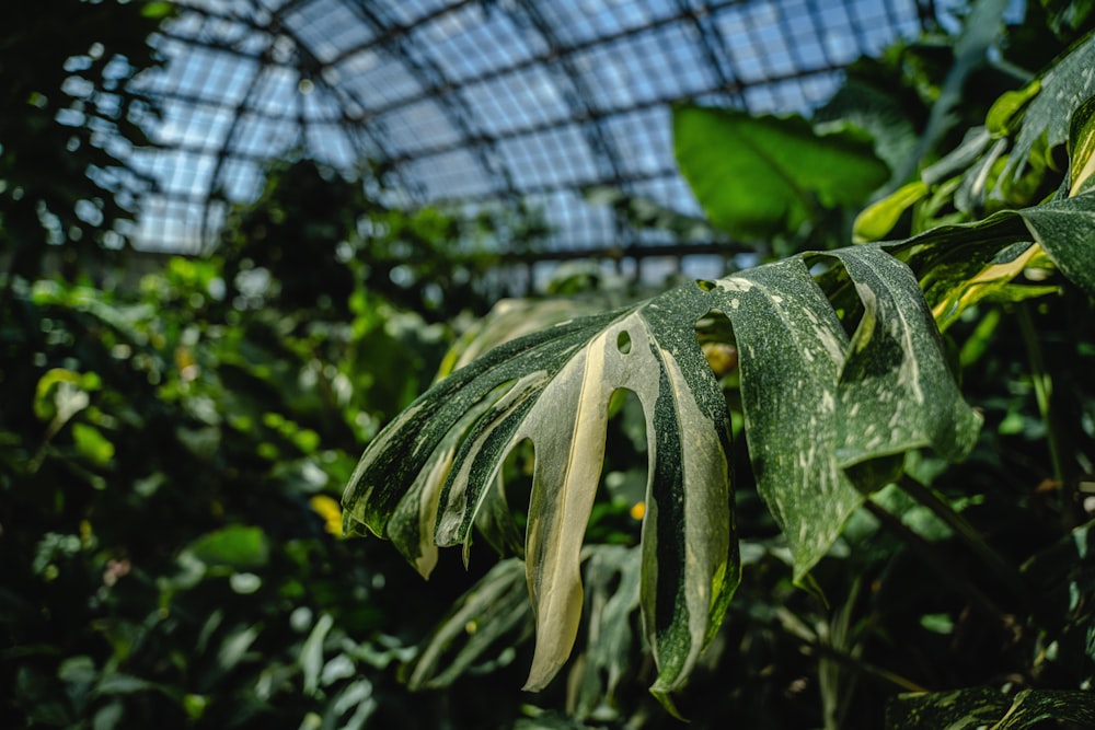 a green leafy plant in a greenhouse