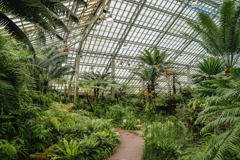 Lush greenhouse interior of the Garfield Park Conservatory in Chicago